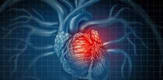 Cientistas ‘curaram’ um ataque cardíaco em camundongos regenerando células musculares