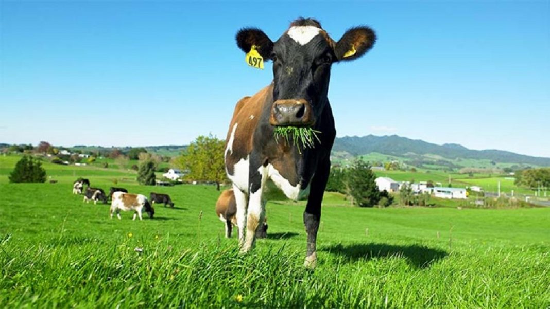 Nova Zelândia pretende taxar arroto de gado para combater aquecimento global
