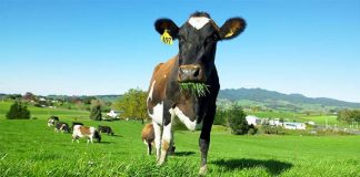 cow sunny day 324x160 - Início