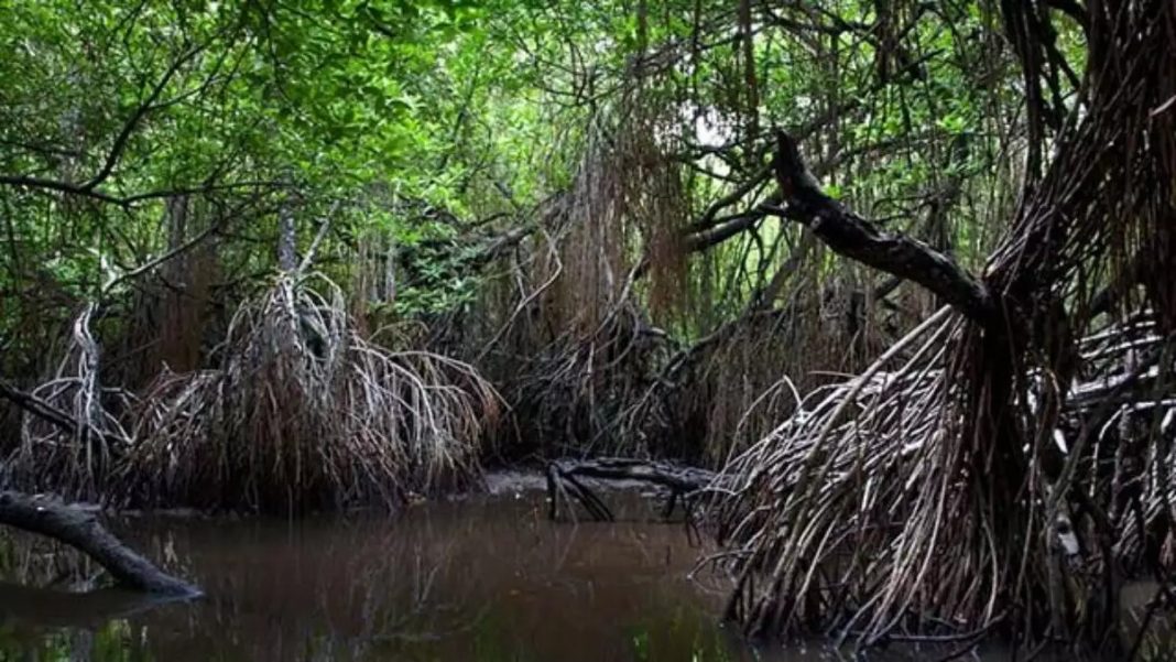 Bactéria encontrada no mangue da Baixada Santista produz matéria-prima para plástico biodegradável