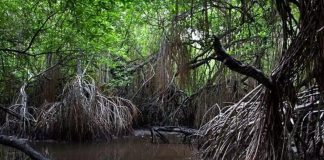 Bactéria encontrada no mangue da Baixada Santista produz matéria-prima para plástico biodegradável