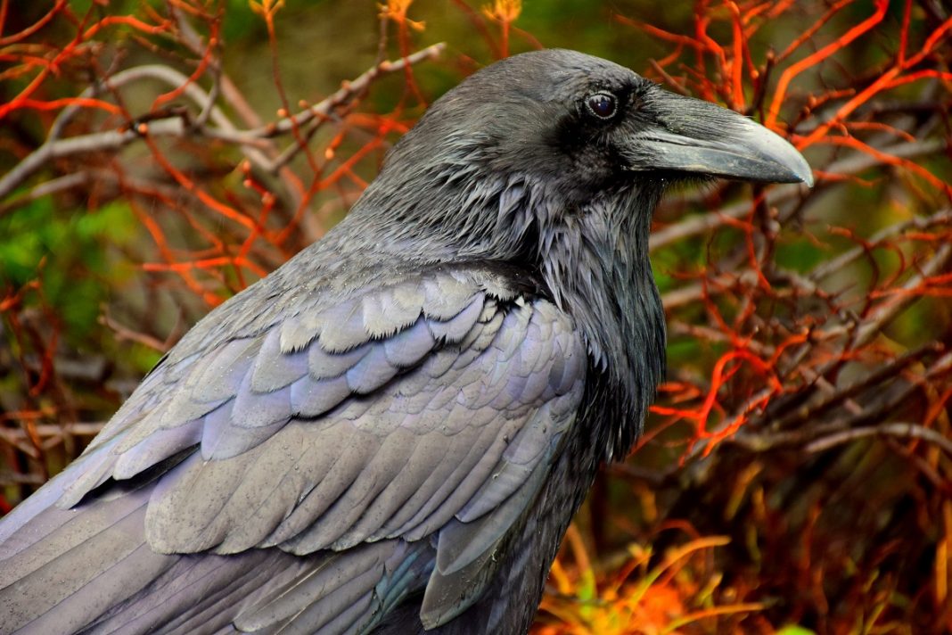 Os corvos são autoconscientes como nós, diz novo estudo