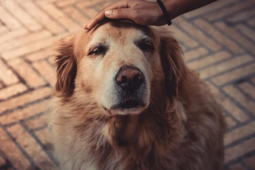 Os cães também podem ter demência. Veja o que você pode fazer para diminuir o risco
