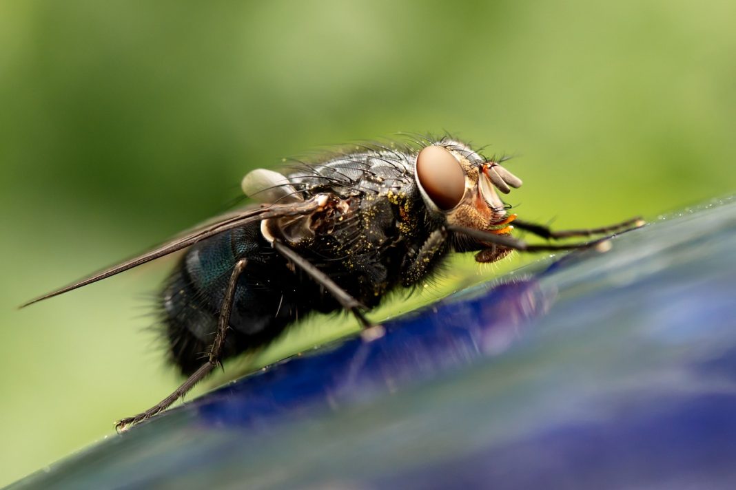 Ao vomitar na nossa comida, a mosca seria um vetor de doenças mais perigoso que o mosquito