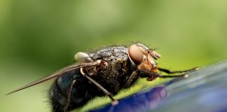 Ao vomitar na nossa comida, a mosca seria um vetor de doenças mais perigoso que o mosquito