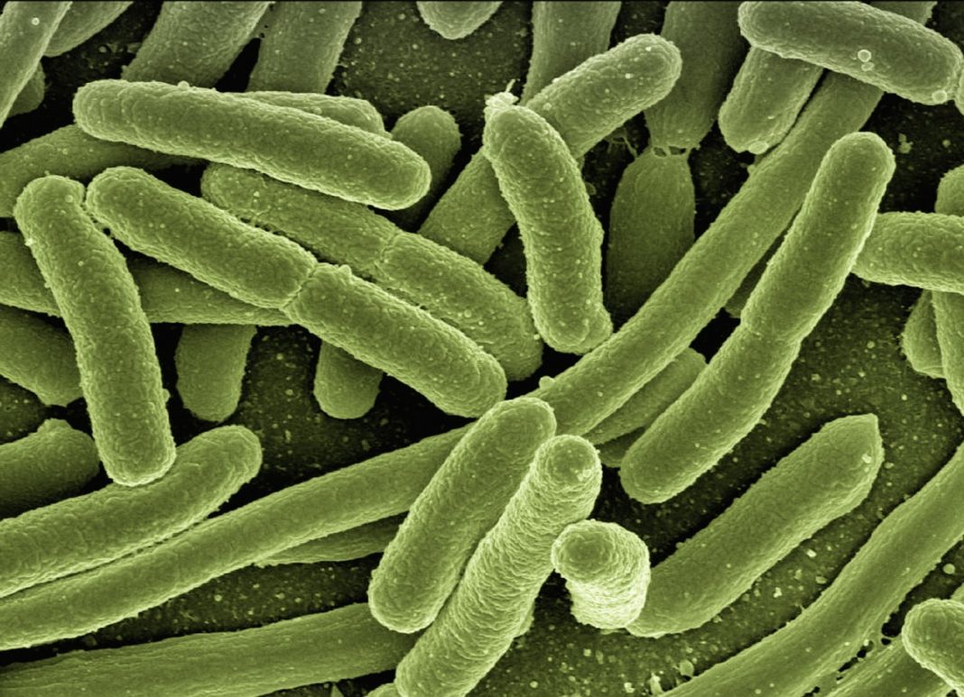 Infecções bacterianas são a segunda principal causa de morte no mundo