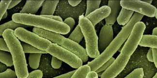Infecções bacterianas são a segunda principal causa de morte no mundo