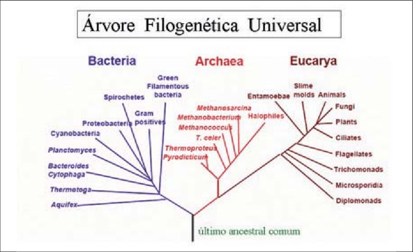revistasaberesaude.com - Megabact&eacute;rias que podem ser vistas sem um microsc&oacute;pio abalam o campo da microbiologia