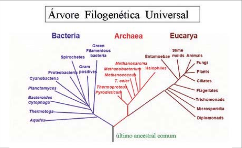 Figura 4 Arvore filogenetica universal da vida baseada no RNA ribossomico 16s - Megabactérias que podem ser vistas sem um microscópio abalam o campo da microbiologia