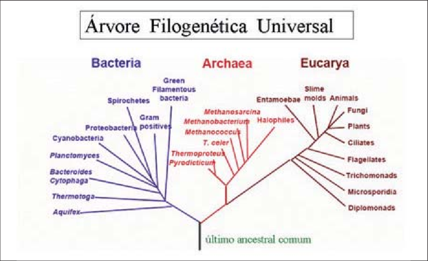 revistasaberesaude.com - Megabactérias que podem ser vistas sem um microscópio abalam o campo da microbiologia