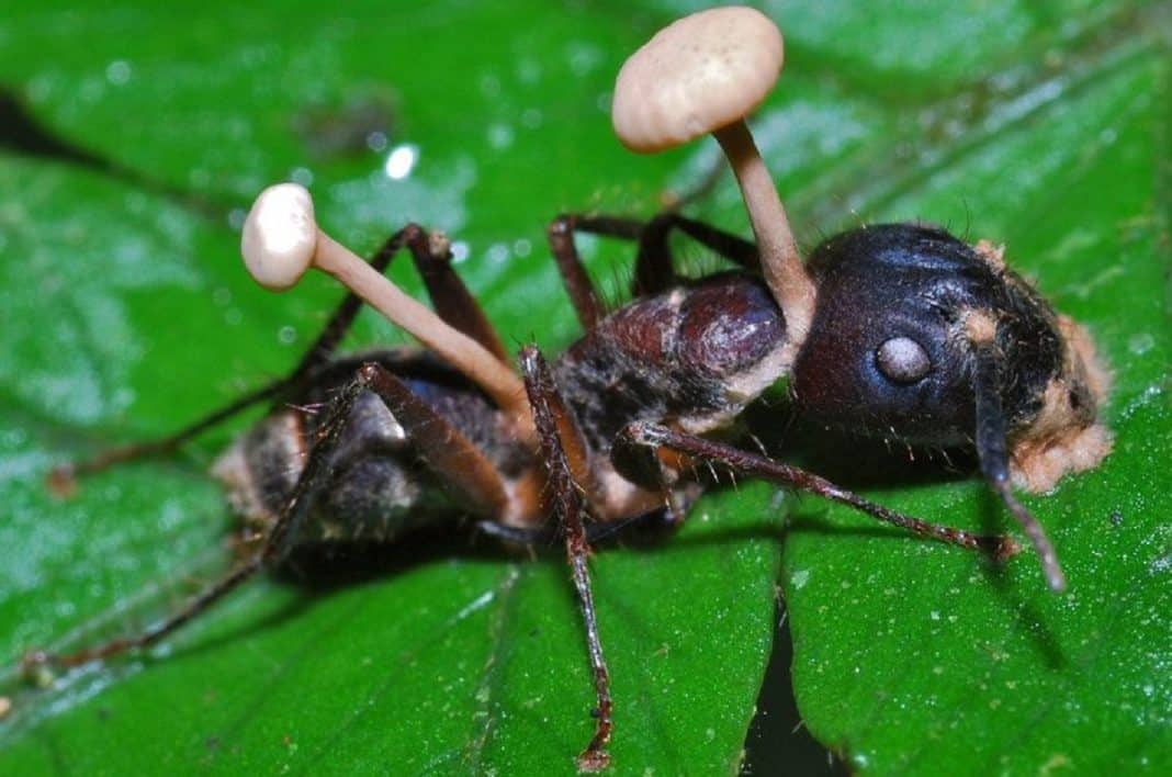 Este fungo transforma formigas em zumbis que se voltam contra o resto da colônia