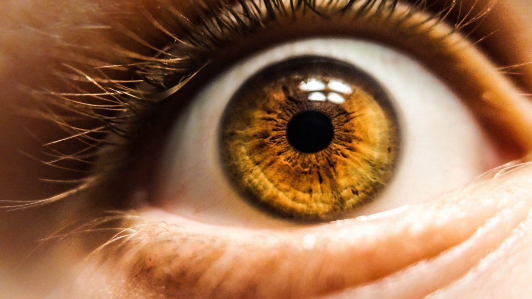 Retinas desenvolvidas em laboratório para restaurar a visão estão um passo mais perto dos testes em humanos