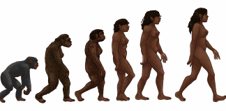 Estudo descobre 155 minúsculos novos genes evoluindo em humanos