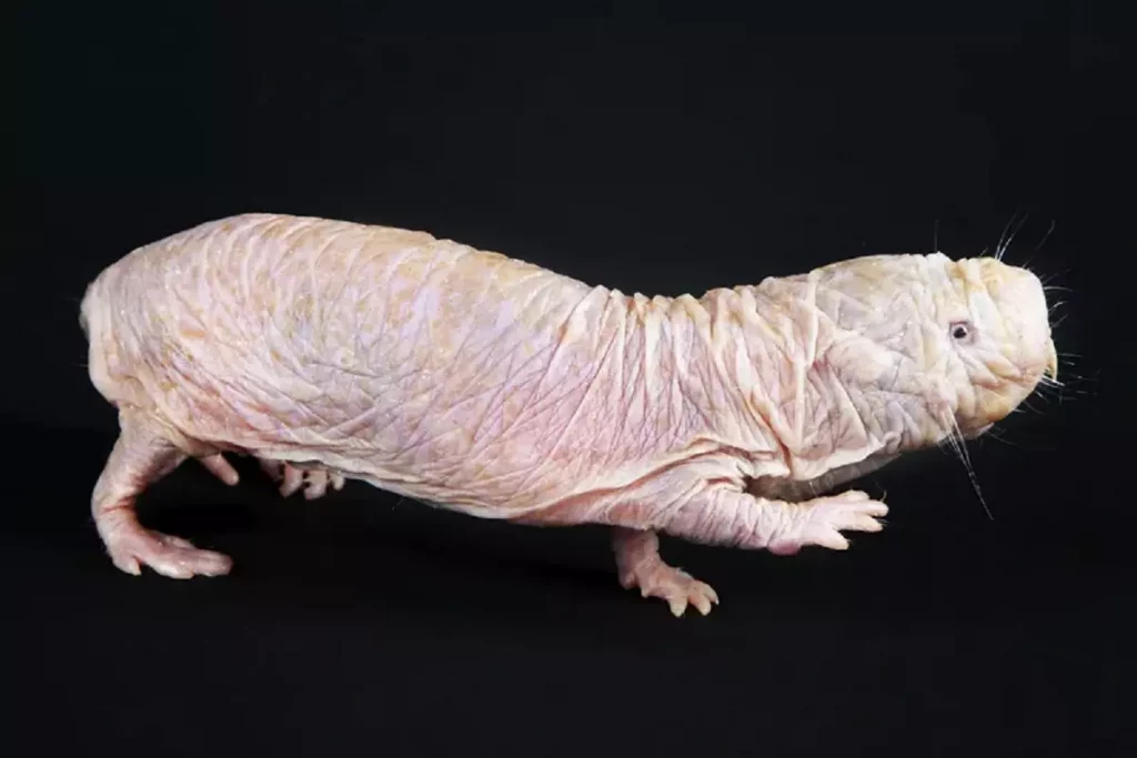 Rato toupeira pelado 1024x683 - Animais que podem nos ajudar a combater doenças humanas