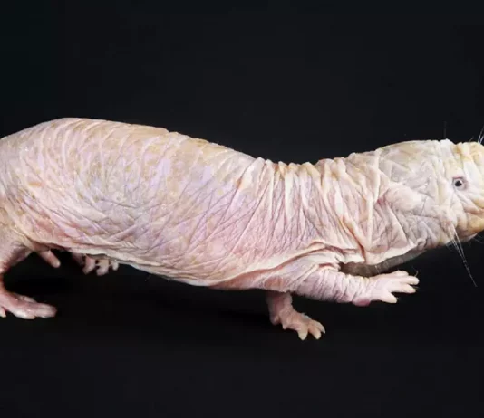 Animais que podem nos ajudar a combater doenças humanas