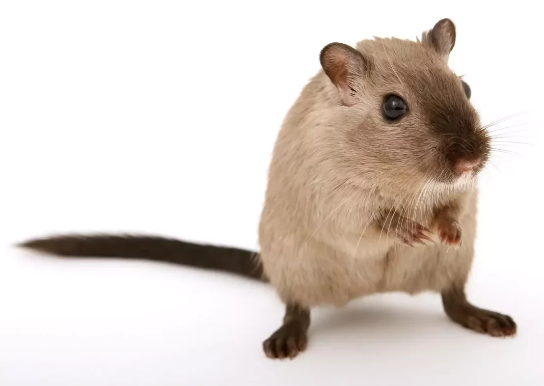 Quais cheiros os ratos mais detestam e como usá-los