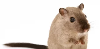 Quais cheiros os ratos mais detestam e como usá-los
