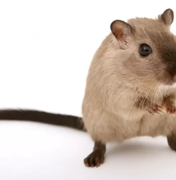 imagem de um rato em posição de pé para ilustrar o artigo os cheiros que os ratos detestam