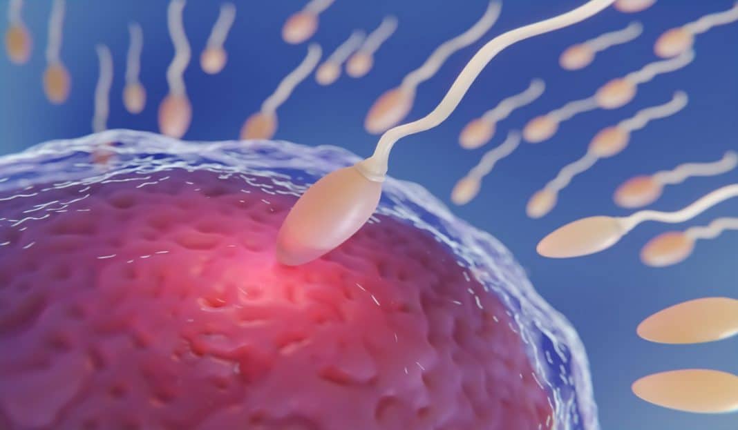 Pílula anticoncepcional masculina ‘Sob demanda’ pode desligar seu espermatozoide por um dia