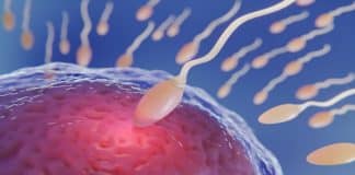 Pílula anticoncepcional masculina ‘Sob demanda’ pode desligar seu espermatozoide por um dia
