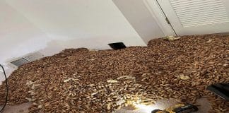 Pica-paus escondem mais de 300 quilos de nozes dentro da parede de uma casa
