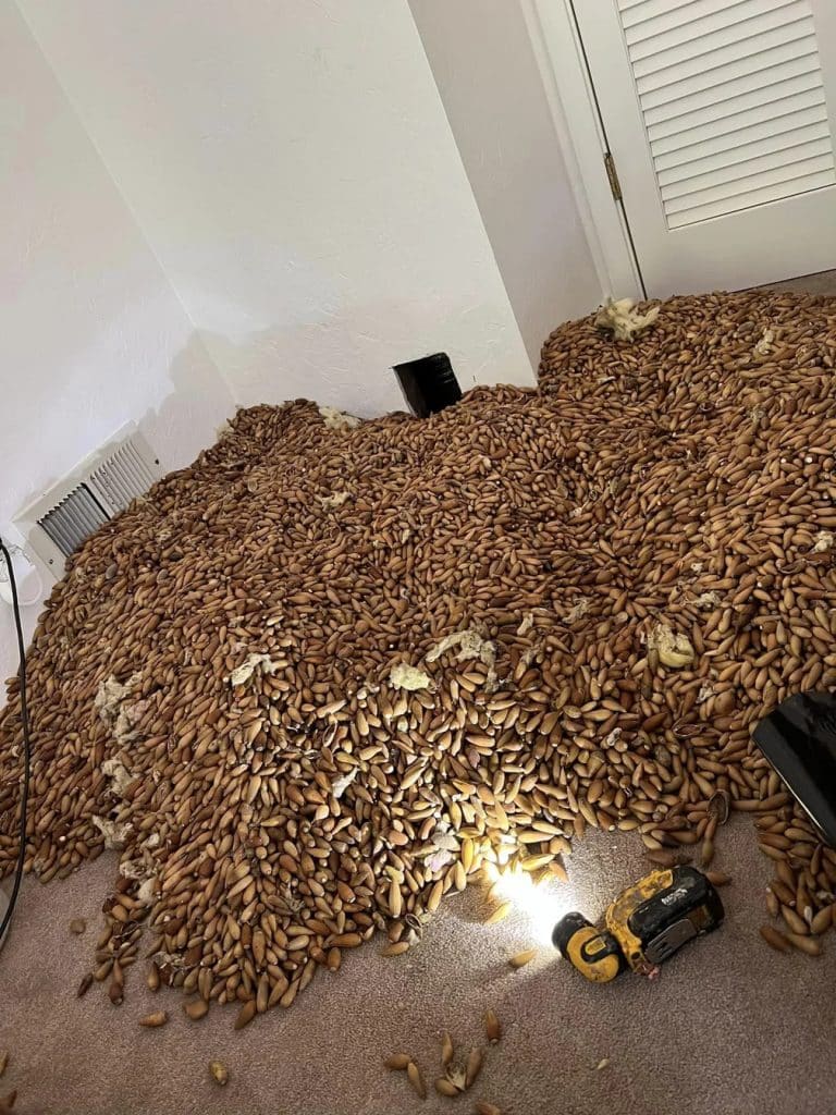 bolotas 4 768x1024 - Pica-paus escondem mais de 300 quilos de nozes dentro da parede de uma casa