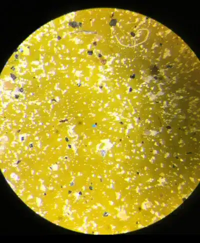 microplastics under microscope - Poluição plástica pode permanecer no fundo do mar praticamente para sempre