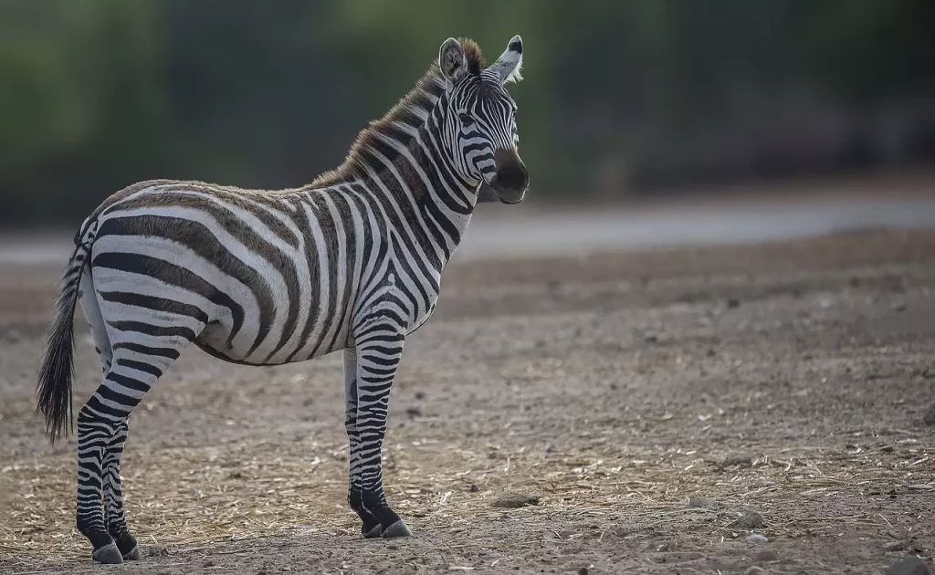 Zebra distraída em campo aberto.