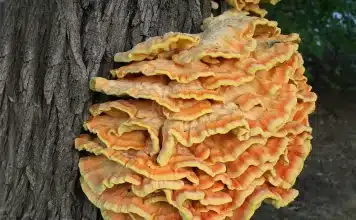 1358px Laetiporus sulphureus 356x220 - Início