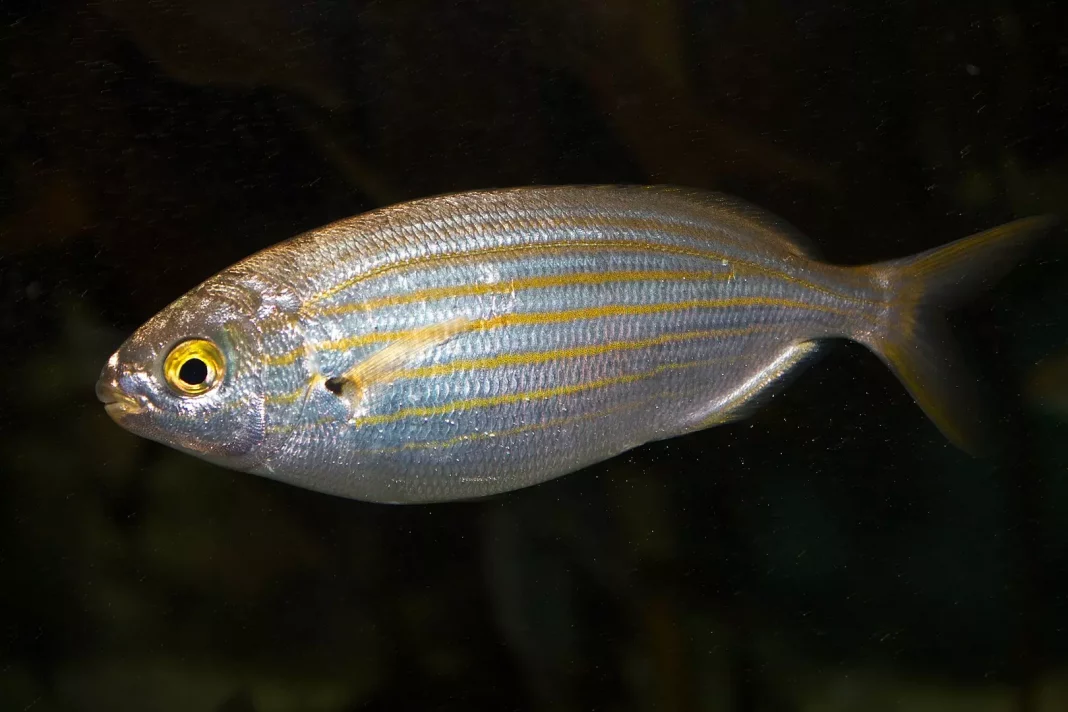 Salema Porgy: o peixe que te dá dias de alucinações assustadoras