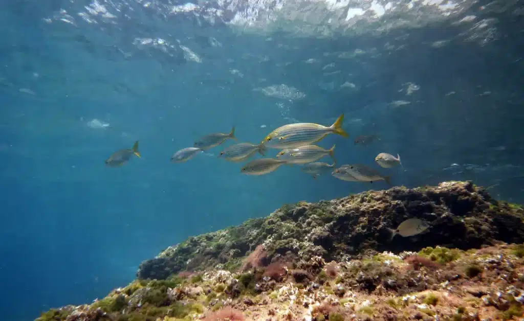 revistasaberesaude.com - Salema Porgy: o peixe que te dá dias de alucinações assustadoras