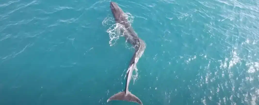 Uma baleia gigante com escoliose grave foi filmada nadando na costa da Espanha