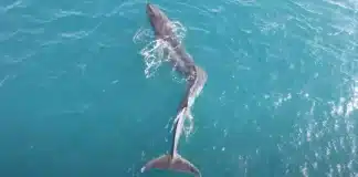 Uma baleia gigante com escoliose grave foi filmada nadando na costa da Espanha