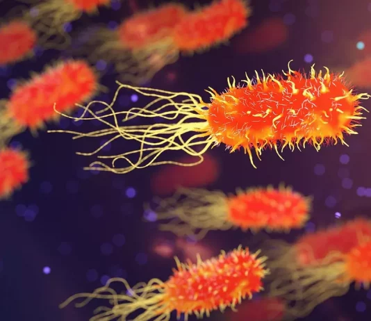 Bactérias em microscópio representando infecções bacterianas