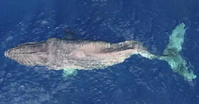revistasaberesaude.com - Uma baleia gigante com escoliose grave foi filmada nadando na costa da Espanha