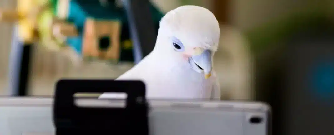 Experiência mostra que papagaios adoram bater papo por vídeo com seus amigos