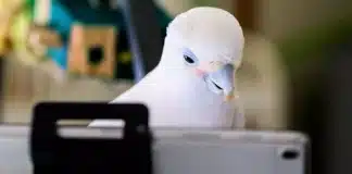 Experiência mostra que papagaios adoram bater papo por vídeo com seus amigos