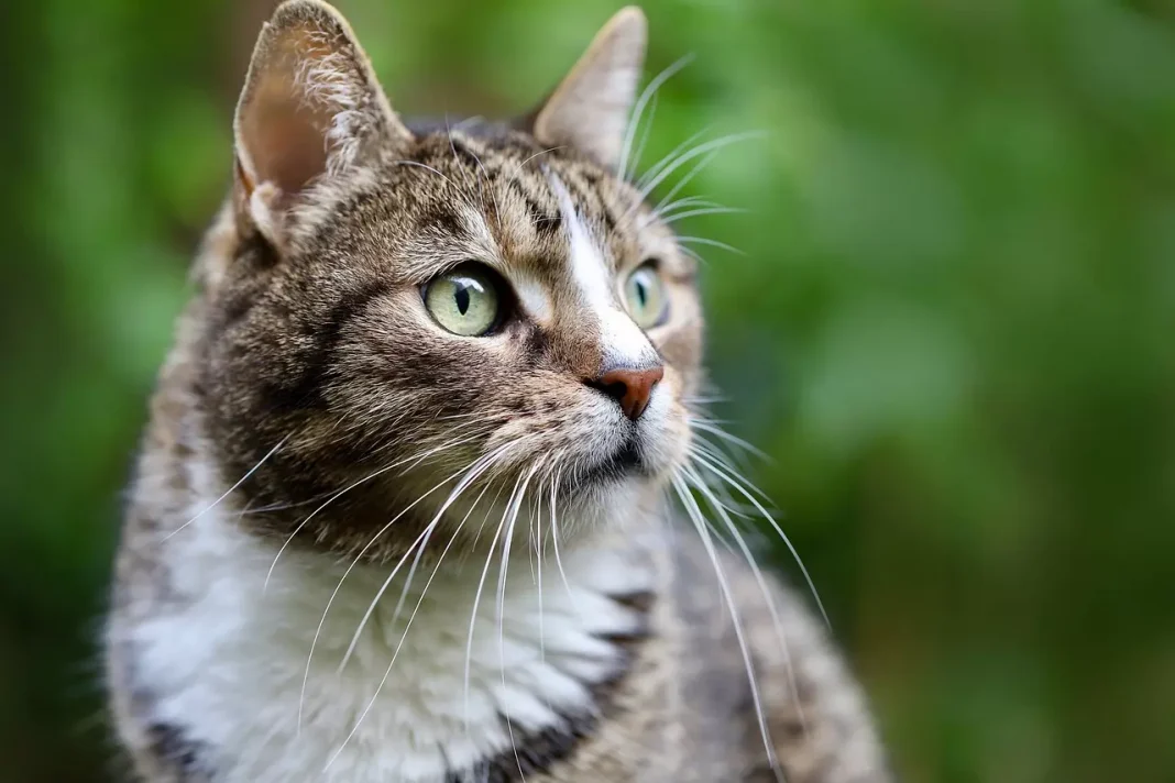 Uma única injeção pode potencialmente substituir a castração para gatas