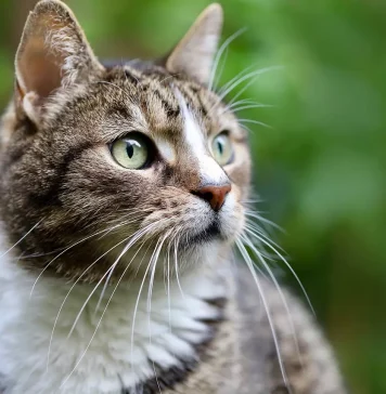 Uma gata olhando a paisagem