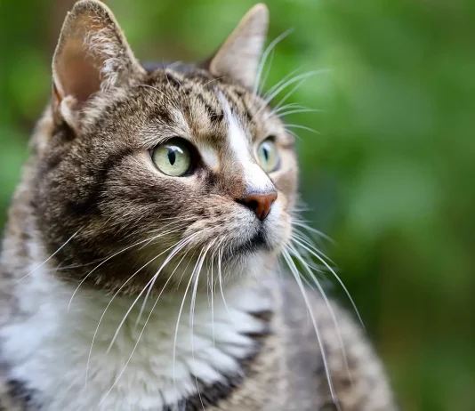 Uma gata olhando a paisagem